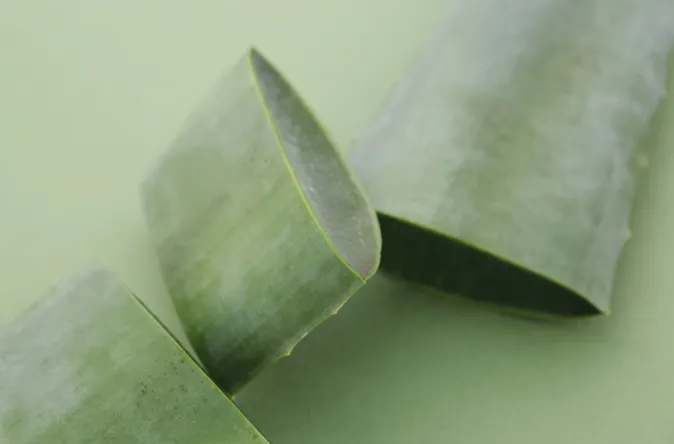 aloes