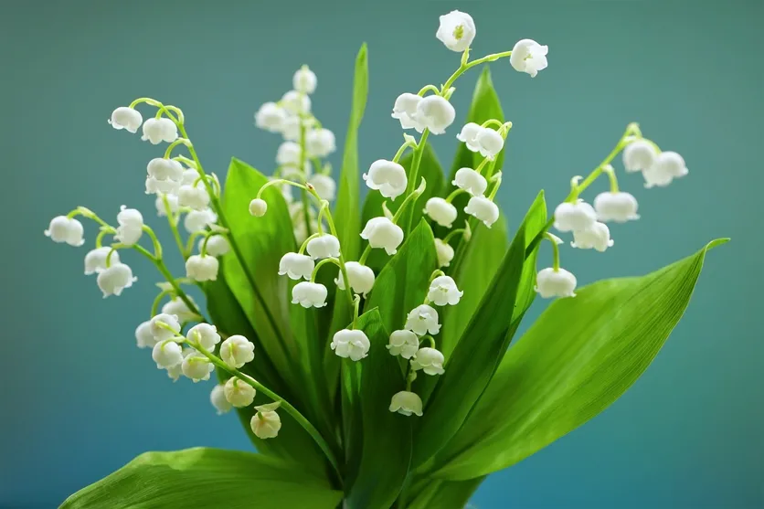 Maiglöckchen Parfum: Zarter Frühlingsduft