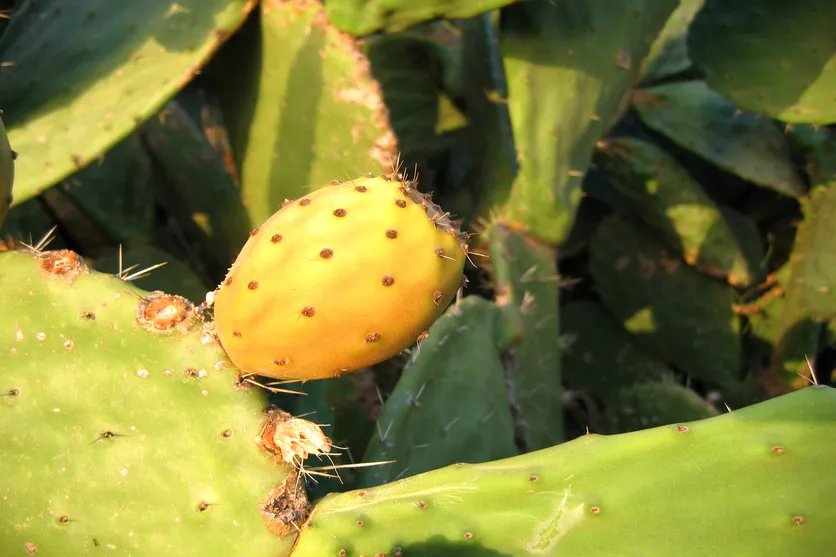 kaktusfeigenkernöl erfahrung