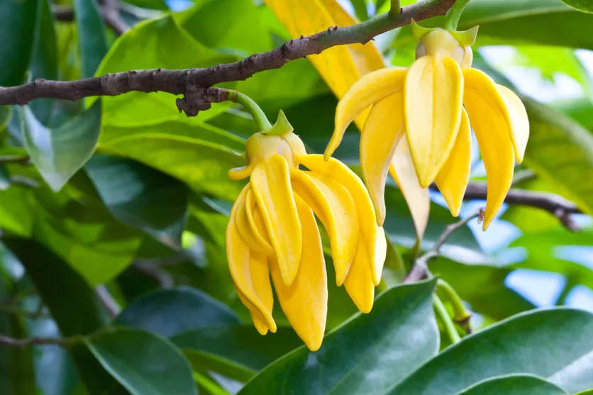 ylang ylang öl
