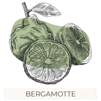 bergamotka