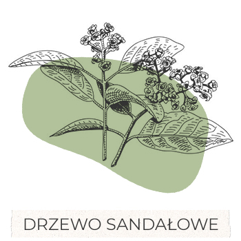 drzewo-sandalowe