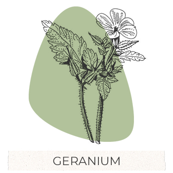 geranium
