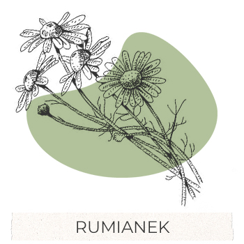rumianek