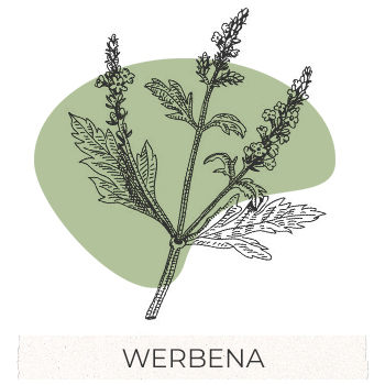 werbena
