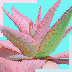 AA Pink Aloes
