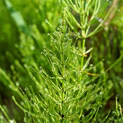 Farmona Herbal Care