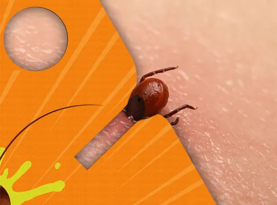 Karta do usuwania kleszczy No-Pest Ubij Robala kleszcz karta  pęseta, przyrząd do wyciągania kleszczy No Pest Kleszczkarta  Karta na kleszcze