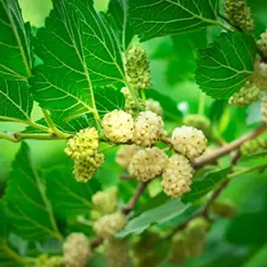 Orientana krem do twarzy 