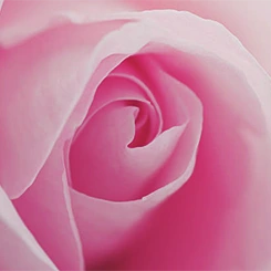 Physicians Formula Rose All Day