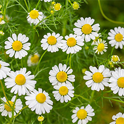 The Body Shop Camomile