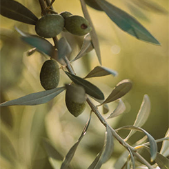 Ziaja liście zielonej oliwki