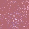 Semilac Shimmer Dust lakier hybrydowy 321 Shimmer Dust Caramel 7 ml